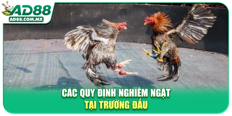 Các quy định nghiêm ngặt tại trường đấu