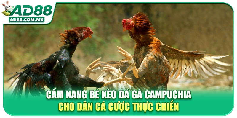Cẩm Nang Bẻ Kèo Đá Gà Campuchia Cho Dân Cá Cược Thực Chiến