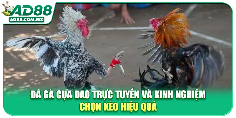 Đá Gà Cựa Dao Trực Tuyến Và Kinh Nghiệm Chọn Kèo Hiệu Quả