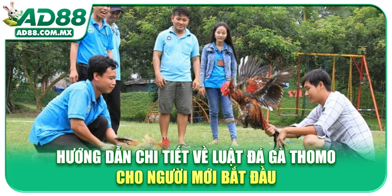 Hướng Dẫn Chi Tiết Về Luật Đá Gà Thomo Cho Người Mới Bắt Đầu