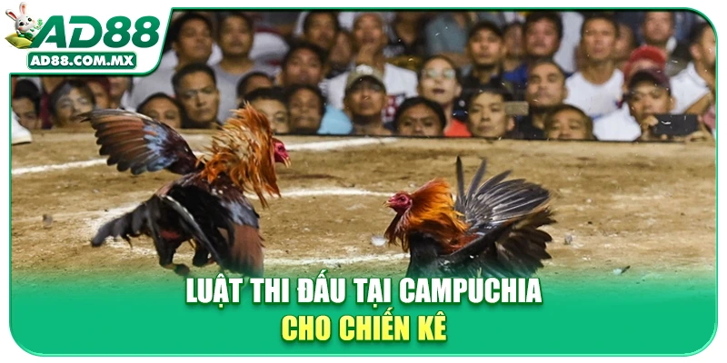 Luật thi đấu tại Campuchia cho chiến kê