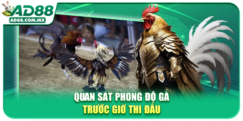 Quan sát phong độ gà trước giờ thi đấu