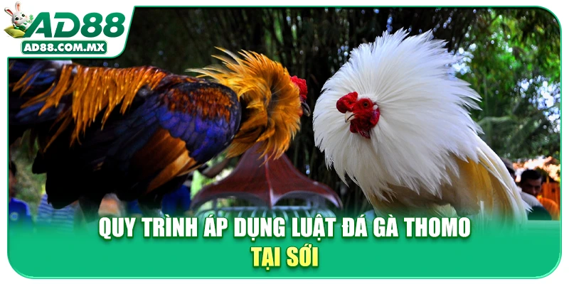 Quy trình áp dụng luật đá gà Thomo tại sới