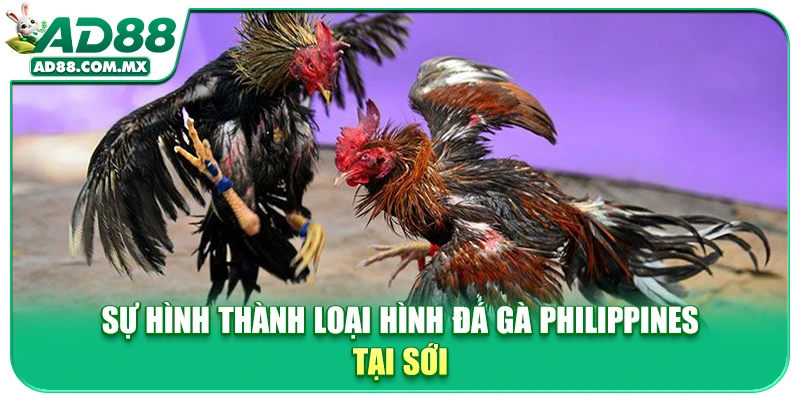 Sự hình thành loại hình đá gà Philippines tại sới