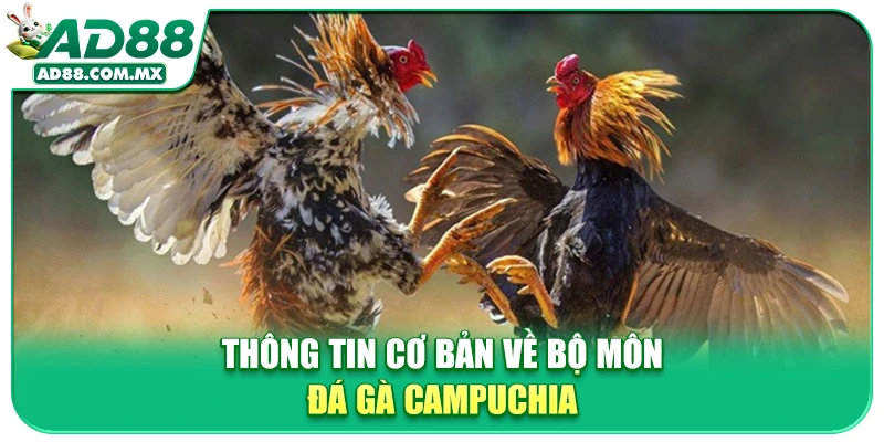 Thông tin cơ bản về bộ môn đá gà Campuchia